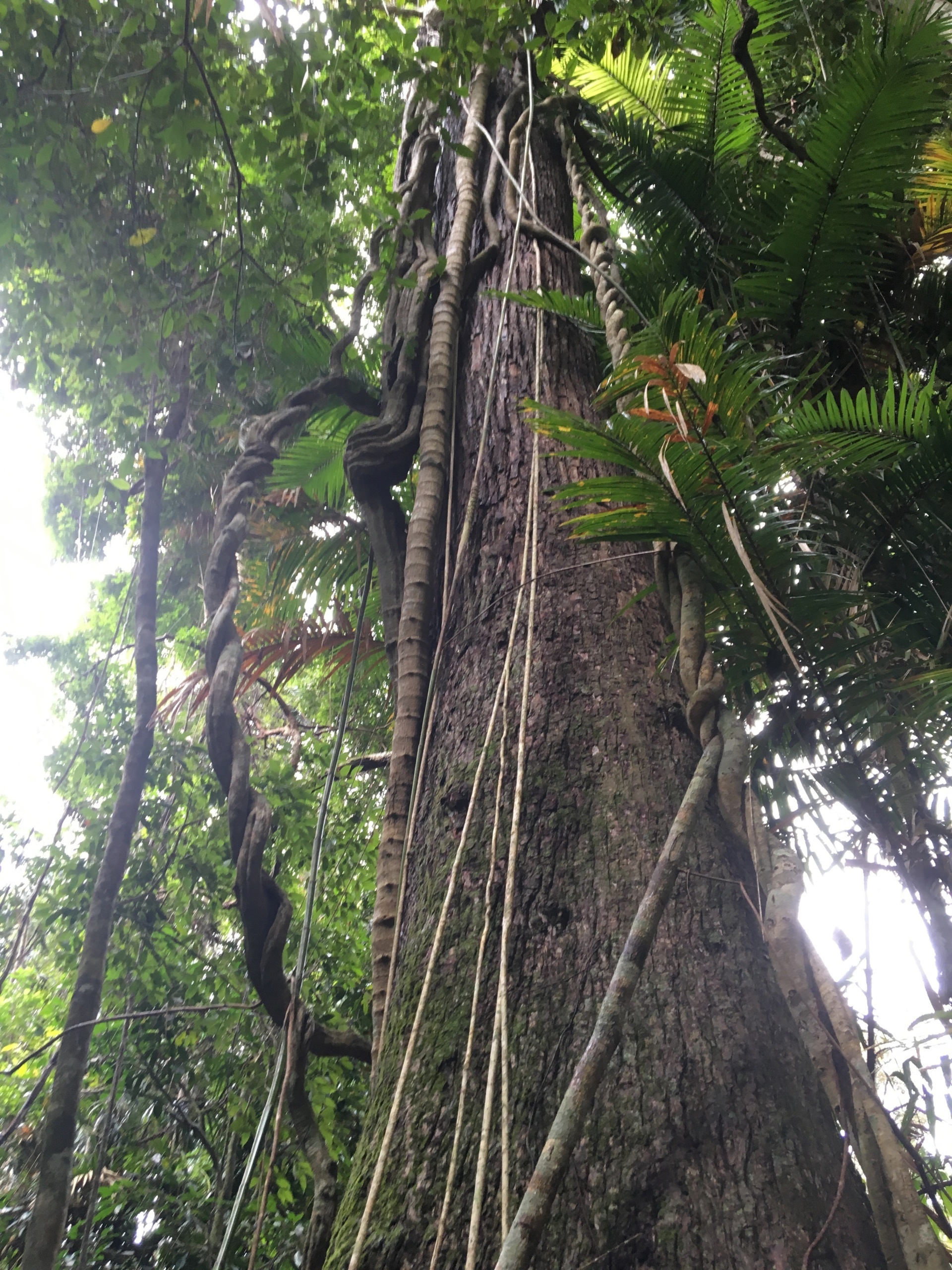 Kuranda Riverboat Rainforest Tours Kuranda Riverboat Rainforest Tours