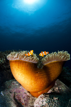 Deep Sea Divers Den