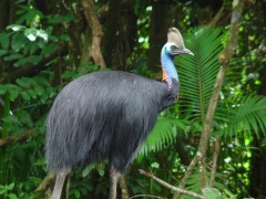 Wildlife of the Australia's Rainforest (7-15 days)