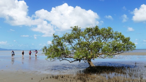 Kuku Yalanji Cultural Habitat Tours - Cooya Beach