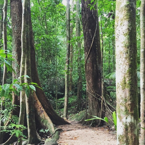 Guided Interpretive Rainforest Walk