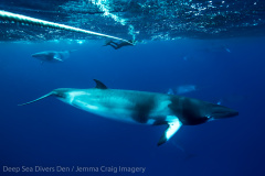 Minke Whale Expeditions to the Great Barrier Reef are commencing soon!
