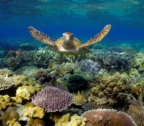 Sea Turtle - Great Barrier Reef