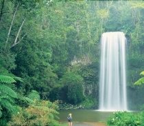 Visit the iconic Millaa Millaa Falls for a refreshing swim