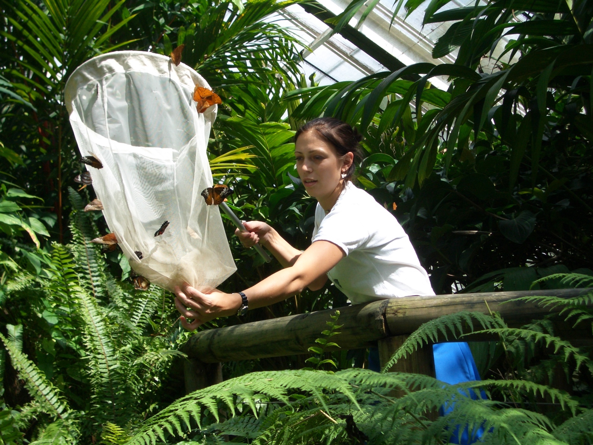 Australian Butterfly Sanctuary Cairns Tourism Town Find & book authentic experiences in Cairns