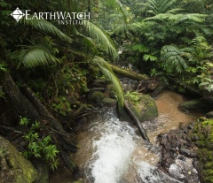 Wildlife of the Australia's Rainforest (7-15 days)