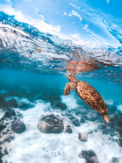 Palm Cove Kayak Turtle Tour