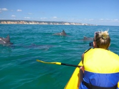 Noosa Dolphin View Sea Kayaking Tour