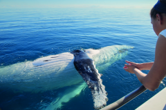 Whale Watching Cruise from Mooloolaba