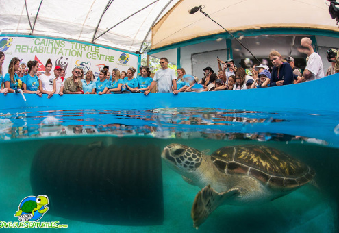 About Cairns Turtle Rehabilitation Centre