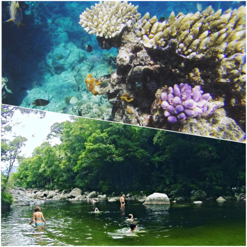 Reef & Rainforest Specials