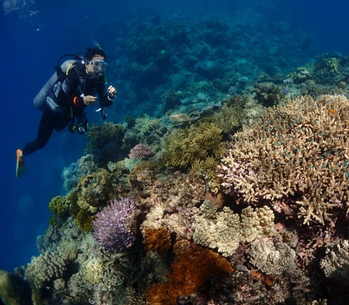 Scuba diving on the Rum Runner 