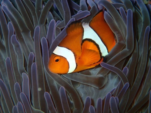 Snorkelling on the Rum Runner