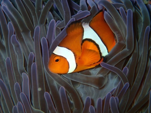 Snorkelling on the Rum Runner 