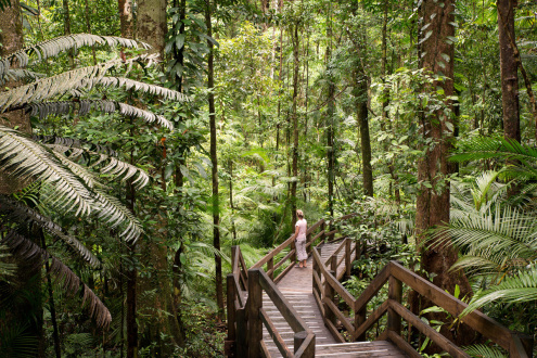 1 Day Daintree & Cape Tribulation Tour - Premium Day Tour