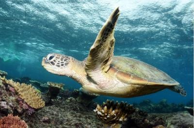 Outer Great Barrier Reef Locations