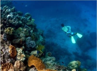 Snorkelling