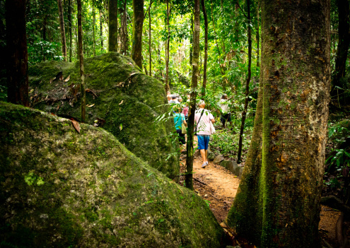 Guided Interpretive Rainforest Walk