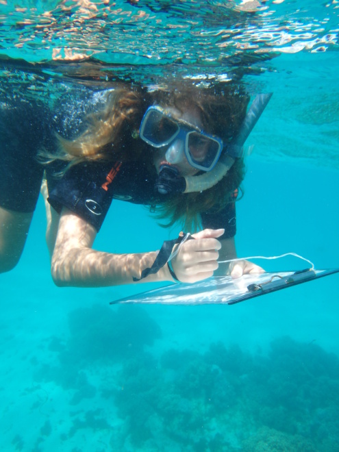 Looking for Coral Bleaching and Coral Predators at the Reef