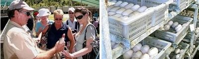 Crocodile Farm
