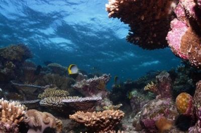 Reef Sites