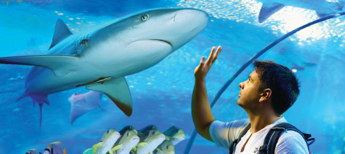 Cairns Aquarium Hours