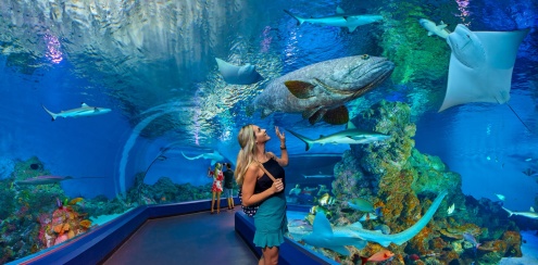 Cairns Aquarium Open times