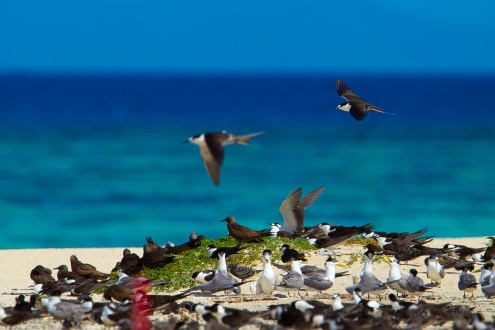 About Michaelmas Cay