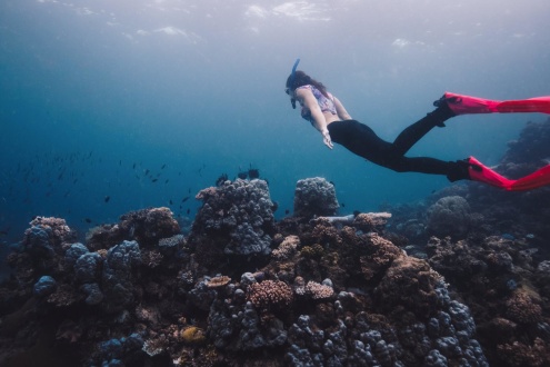 Snorkelling on OceanQuest