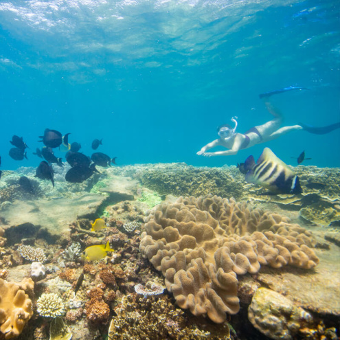 Arlington Reef Outer Great Barrier Reef Snorkelling