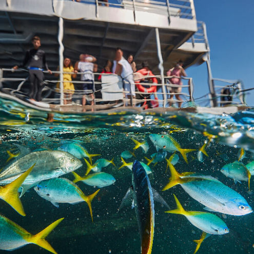 Fish Feeding Presentation