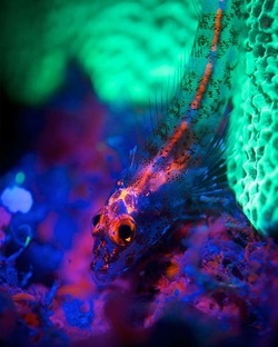 Fluoro Diving - Exclusive to Divers Den, Cairns