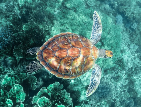 Guided Snorkel Safari