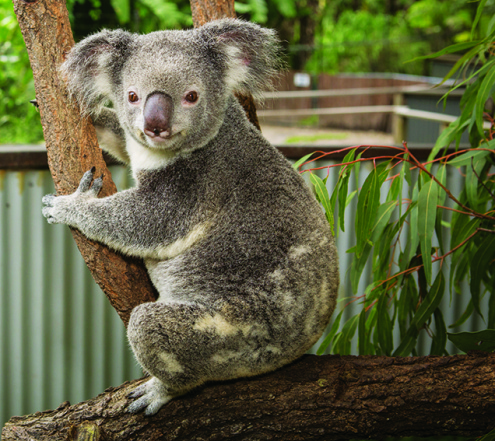 Kuranda Koala Gardens