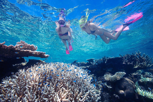 Marine Biology Guided Snorkel Tour on Evolution