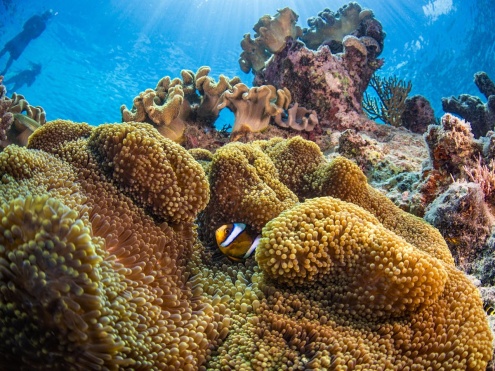 Coral Reef at Upolu Cay with Passions of Paradise