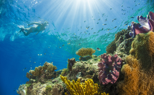 Snorkeling at Upolu Reef