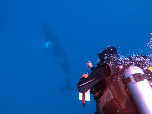 SWIMMING WITH MINKE WHALES