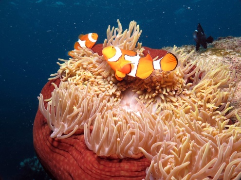 Booking Quicksilver Reef Cruises