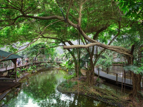 Wildlife Habitat Port Douglas