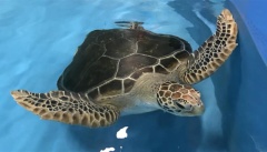 Dianne is first admission as Cairns Aquarium opens new turtle rehabilitation facility to support marine turtle