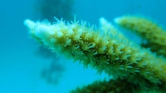 Reef Restoration