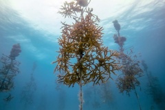 Reef Restoration