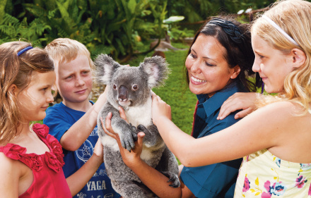 Kuranda Koala Gardens Cairns Tourism Town Find Book
