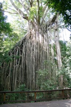 Curtain Fig Motel