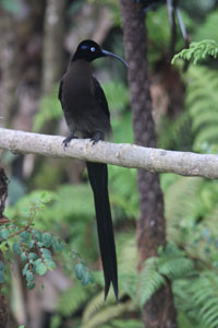 Cassowary Tours | Sicklebill Safaris