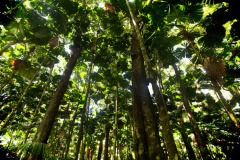 Daintree Rainforest Pty Ltd