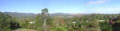 Atherton Blue Gum