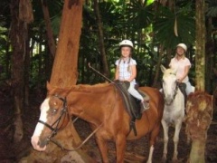Cow Bay Horse Rides