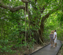 The Green Island Boardwalk is a leisurely 1.3km return taking less than an hour.